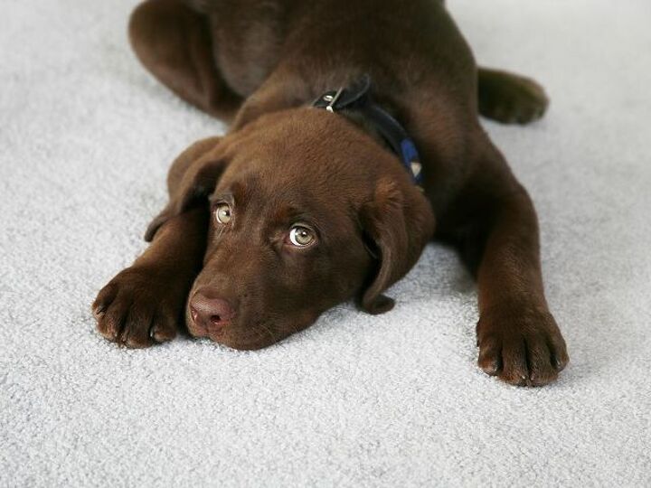 q carpet cleaning importance, cleaning tips, flooring