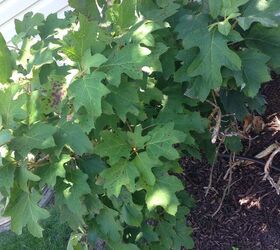 hydrangea dying help gardening tips, flowers, gardening