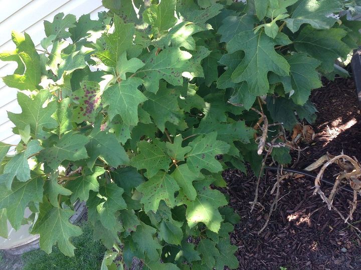 hydrangea dying help gardening tips, flowers, gardening