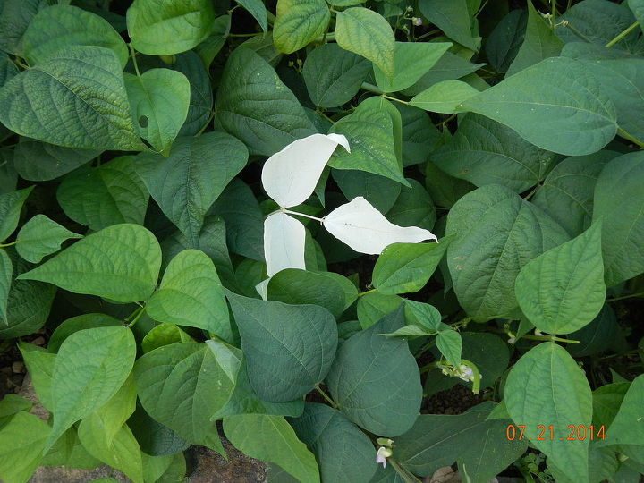 what is up with this bean plant