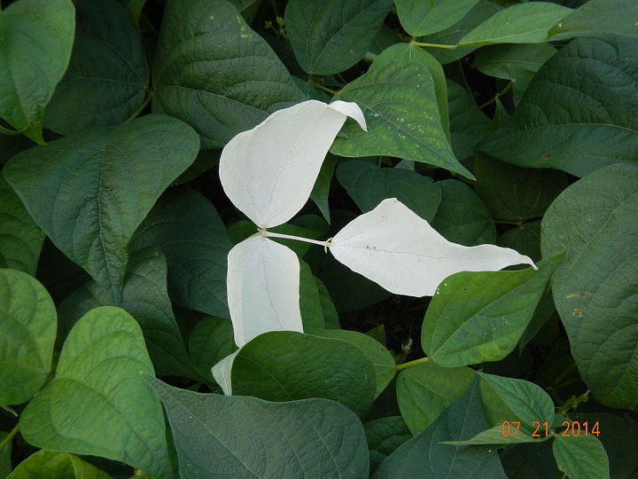 what is up with this bean plant