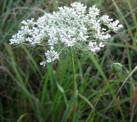 Queen Anne’s Lace Flower Jelly