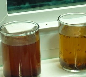 fruit fly solution remedy home made, pest control