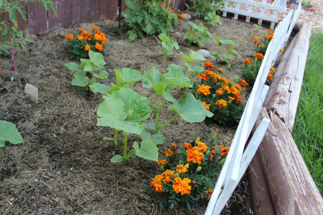 gardening update backyard colorado, flowers, gardening