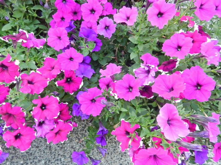 summer colors garden flowers washington, flowers, gardening