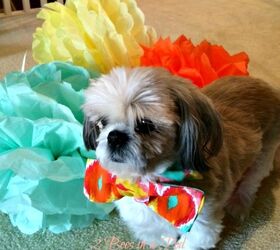 Easy DIY Bow Tie for Your Dog - for Those Special Occasions