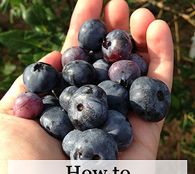 preserve berries harvesting how to, homesteading, how to