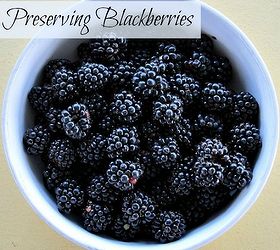 preserving blackberry harvest how to, homesteading, Flickr image by Stephen Rees