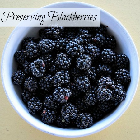 preserving blackberry harvest how to, homesteading, Flickr image by Stephen Rees