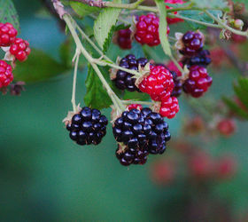 preserving blackberry harvest how to, homesteading, Flickr photo by websmith