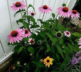 gardening in hypertufa planters ohio, container gardening, flowers, gardening