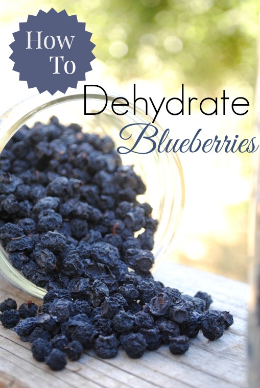 preserve your blueberry harvest by dehydrating, gardening, homesteading
