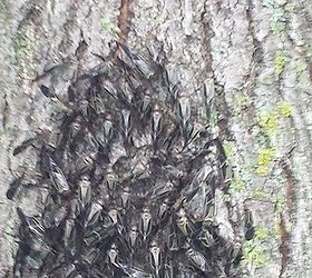 bugs identifying tree ohio, gardening, pest control, pets animals