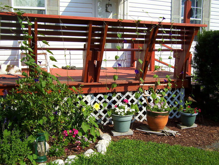 morning glories blooming purple