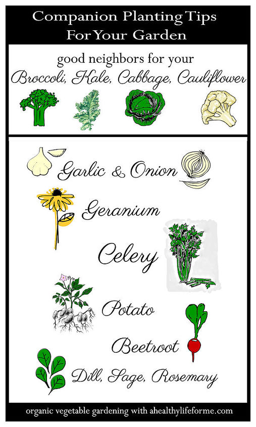 gardening cruciferous vegetables tips, gardening