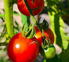 gardening tomatoes tips how to, gardening