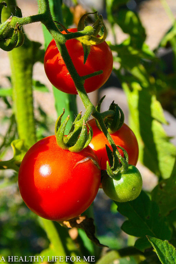 gardening tomatoes tips how to, gardening