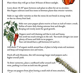 10 tips for growing peppers, gardening