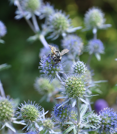 garden flowers grey shades, flowers, gardening, A bee on Sea Holly Flowers
