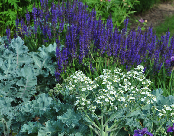 garden flowers grey shades, flowers, gardening, Royal Botanical Gardens in Hamilton ON