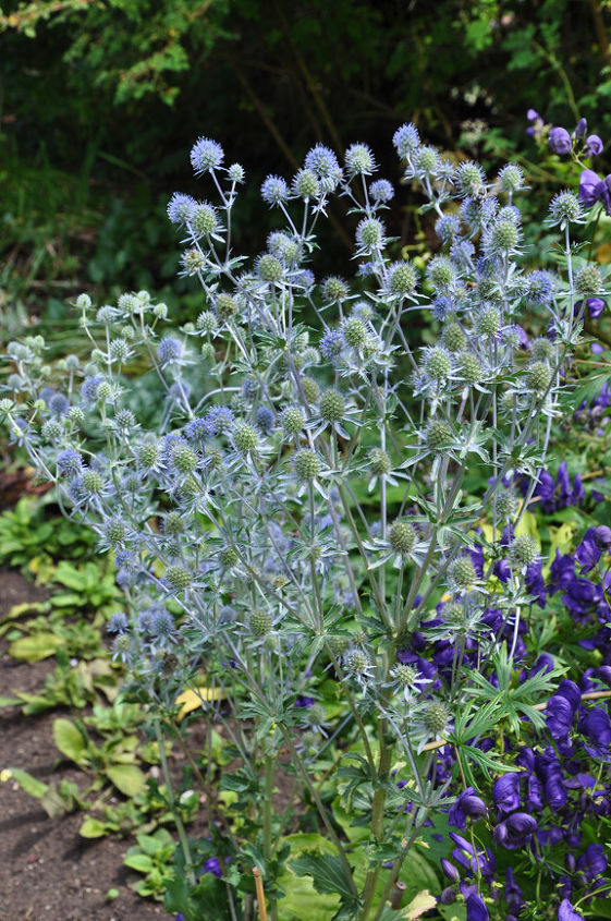 garden flowers grey shades, flowers, gardening, Larkwhistle Garden on the Bruce Peninsula
