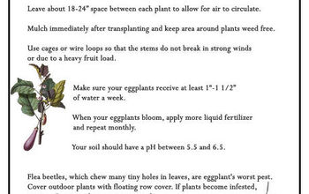  10 dicas para cultivar berinjelas