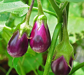 10 tips for growing eggplant, gardening