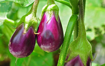 10 Tips for Growing Eggplant