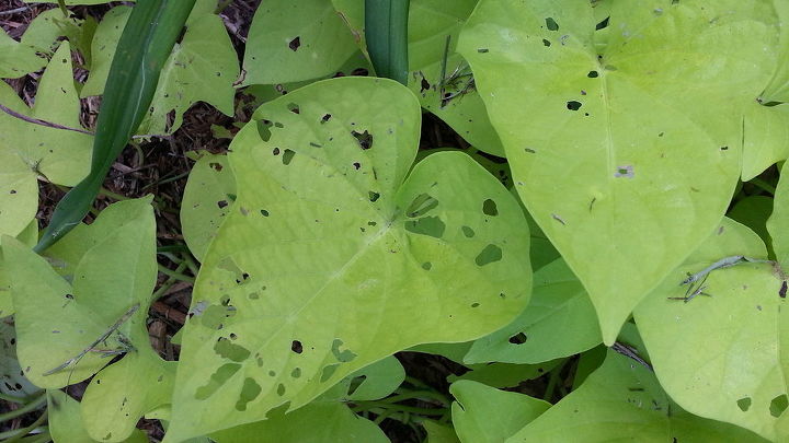 who is eating my plants name that pest, gardening, pest control, Lime green sweet potato has similar holes but not quite the same Are these cutworm holes Is there a treatment other than hand picking