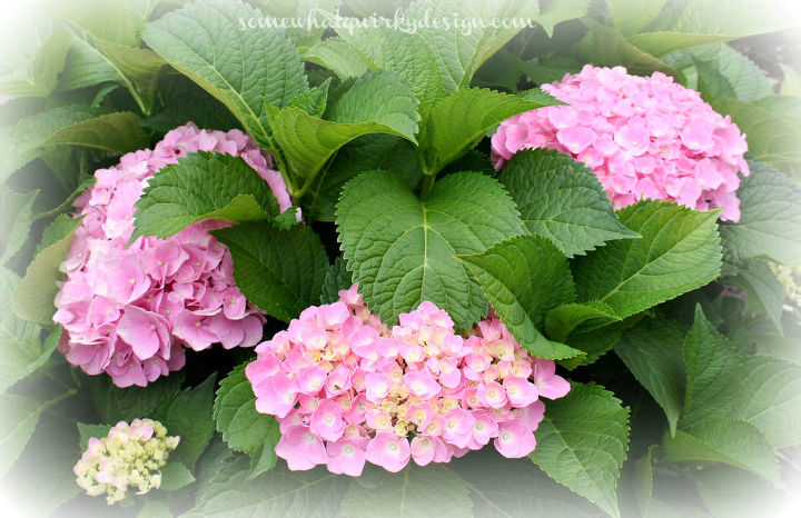 how to prune mop head and lace cap hydrangeas, flowers, gardening, how to, hydrangea, Forever and Ever Hydrangea