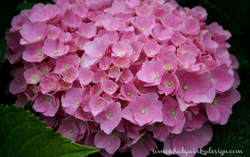 How to Prune Mop Head and Lace Cap Hydrangeas.