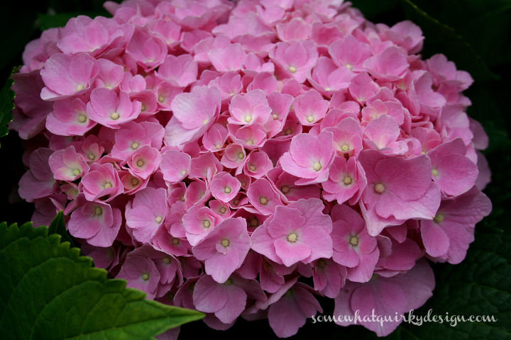 how to prune mop head and lace cap hydrangeas, flowers, gardening, how to, hydrangea, Forever and Ever Hydrangea