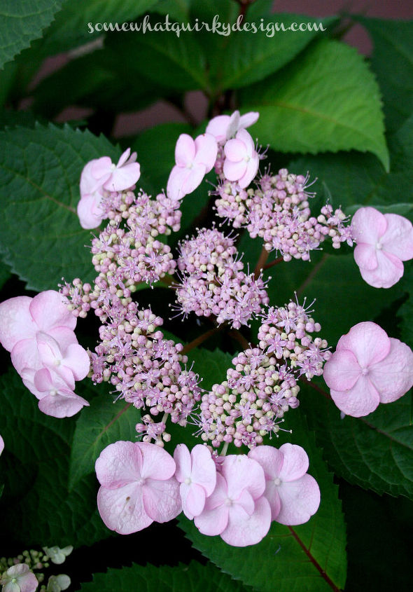 how to prune mop head and lace cap hydrangeas, flowers, gardening, how to, hydrangea