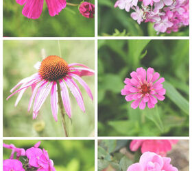 pink blooms, flowers, gardening