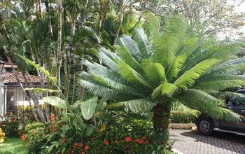 New Tropical Landscaping!