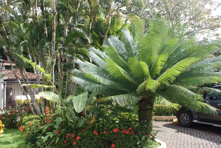 landscaping tropical florida, gardening, landscape