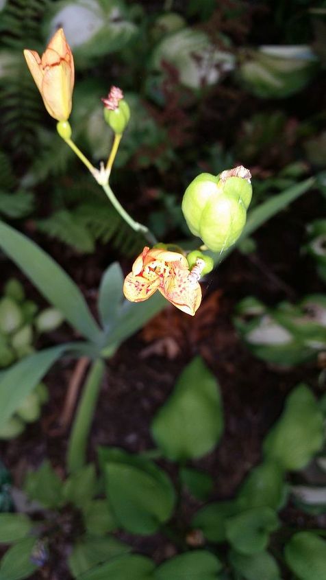 my love affair with the blackberry lily iris domestica, flowers, gardening