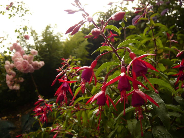 gardening update summer uk, flowers, gardening