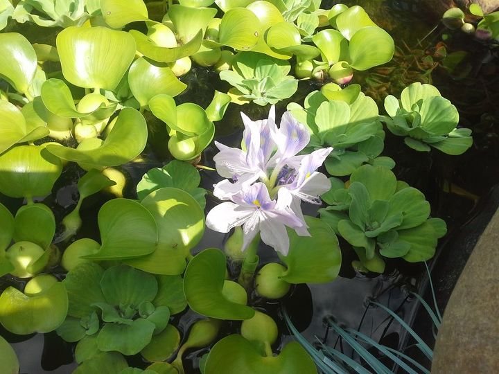 pond garden backyard flowers frogs, landscape, outdoor living, ponds water features