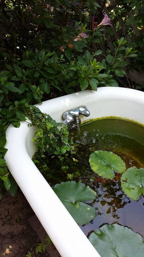 gardening clawfoot tub pond repurpose, gardening, ponds water features