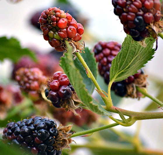 gardening harvest blackberries preserving, gardening, homesteading