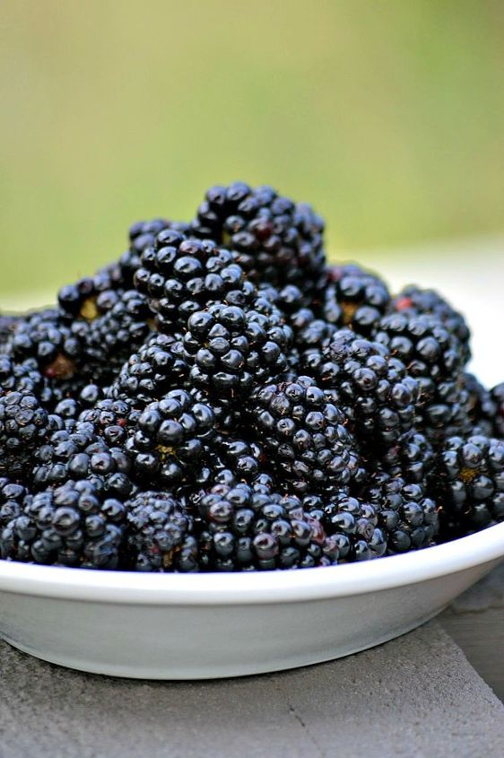 gardening harvest blackberries preserving, gardening, homesteading