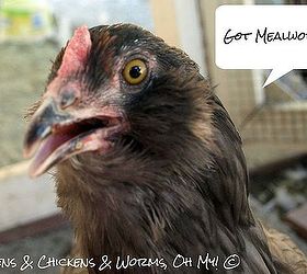 farming mealworms for your chickens, homesteading, pets animals, Chrysanthemum needs to know