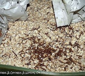 farming mealworms for your chickens, homesteading, pets animals, Mealworms ready for my flock to consume