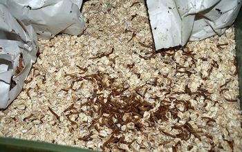 Farming Mealworms for Your Chickens