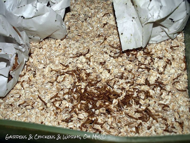farming mealworms for your chickens, homesteading, pets animals, Mealworms ready for my flock to consume