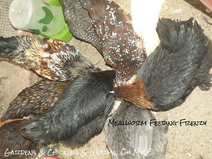 farming mealworms for your chickens, homesteading, pets animals