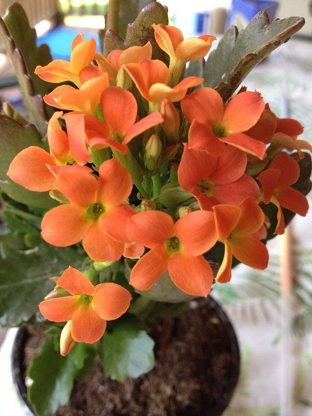 kalanchoe flower identification plant, flowers, gardening