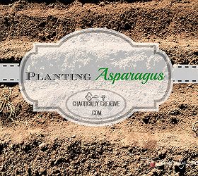 gardening asparagus planting vegetable, gardening, homesteading, urban living
