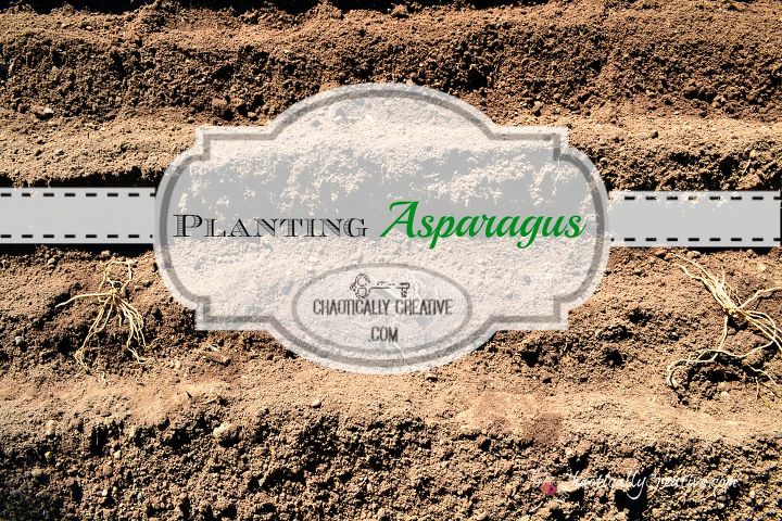 plantar aspargos